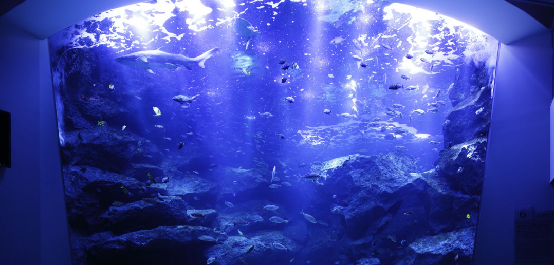 Sumida Aquarium (article par amuzen)