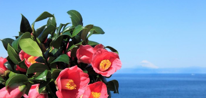 Izu Oshima Camellia Festival 2017 (article d’amuzen)