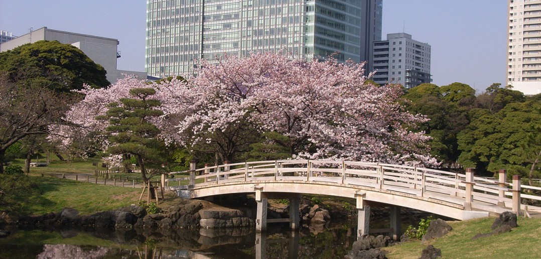 Fleurs de cerisier au Jardin de Hama-rikyu (article d’amuzen)