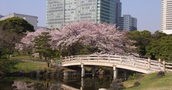 Fleurs de cerisier au Jardin de Hama-rikyu (article d’amuzen)