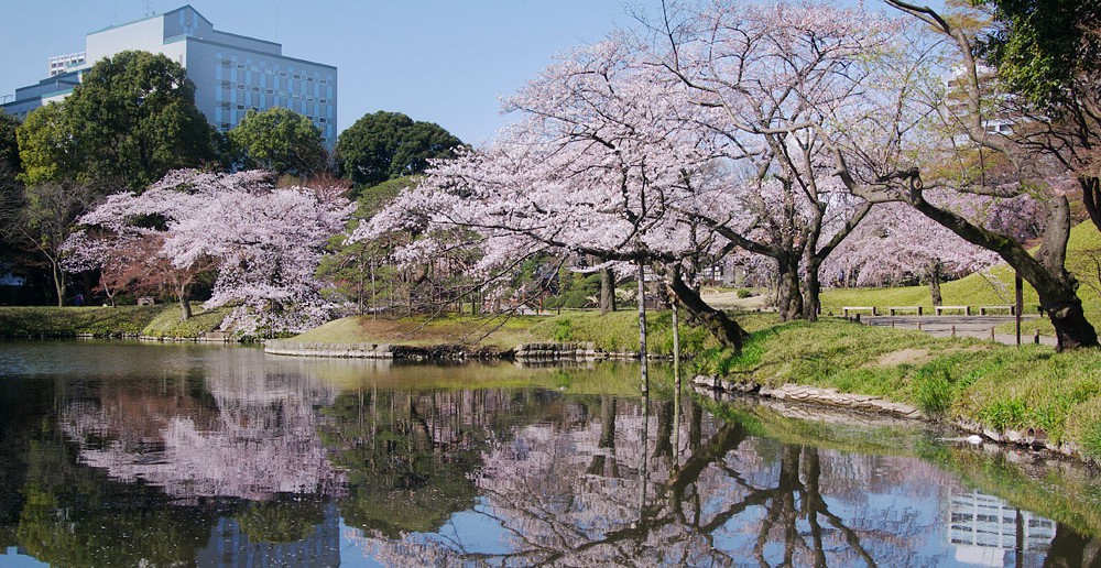 Floraison des cerisiers 2020 au Jardin de Koishikawa Korakuen