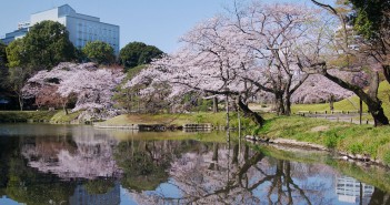 Floraison des cerisiers 2020 au Jardin de Koishikawa Korakuen