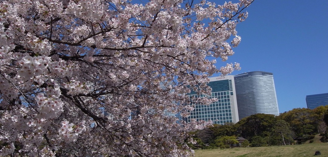 « Fleurs de cerisiers au Jardin de Hama-rikyu 2020 »