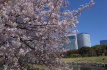 « Fleurs de cerisiers au Jardin de Hama-rikyu 2020 »