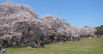 Floraison des cerisiers 2020 au Parc Koganei