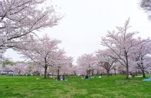Les 1000 cerisiers du parc Toneri 2020