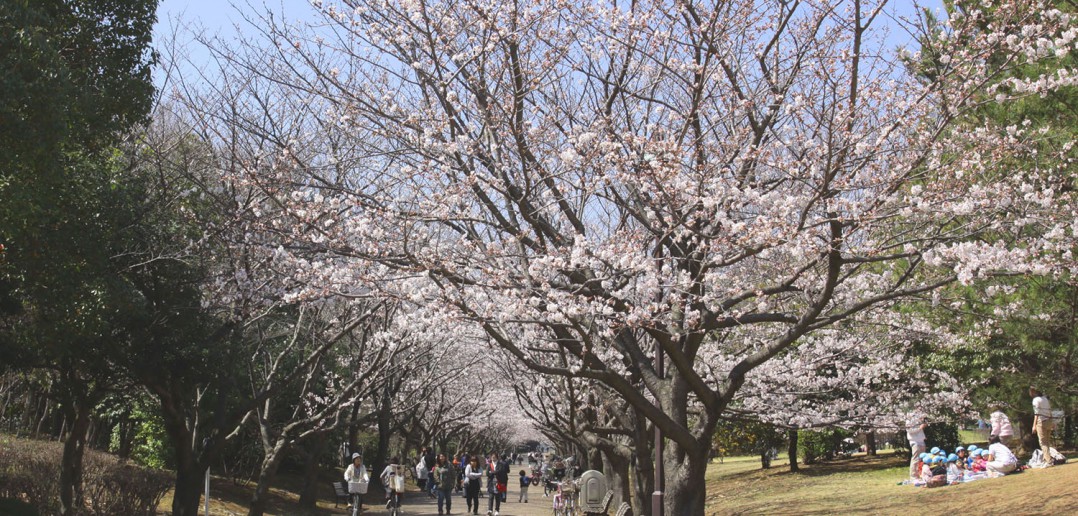 Cerisiers en fleurs 2017 au parc Kasai Rinkai (article d’amuzen)
