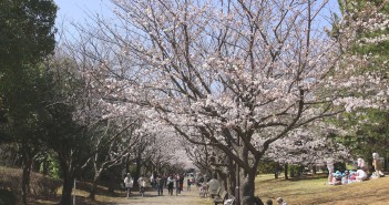 Cerisiers en fleurs 2017 au parc Kasai Rinkai (article d’amuzen)