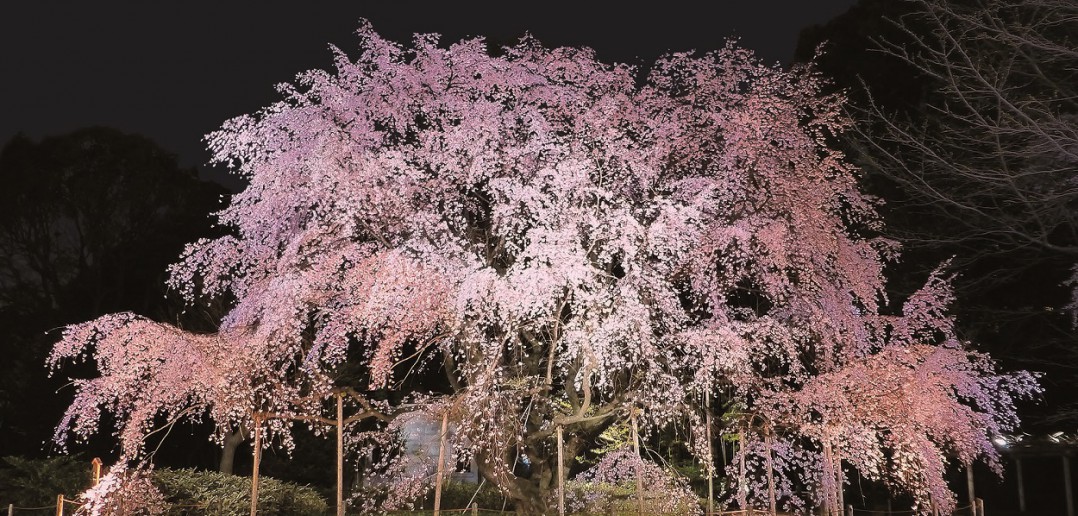 Floraison des cerisiers au Jardin de Rikugi-en 2020