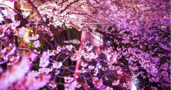 amuzen « Fleurs de cerisier le long de la rivière Meguro »