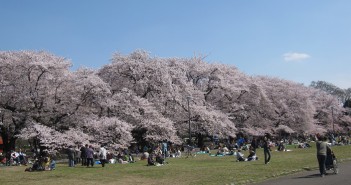amuzen « Floraison des 1 700 cerisiers 2018 au Parc Koganei »
