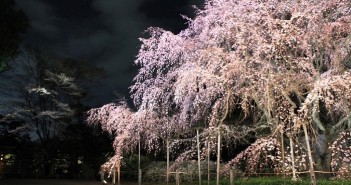 amuzen « Éclairage du grand cerisier pleureur de Rikugi-en »