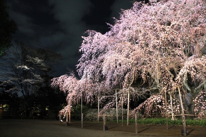 amuzen « Éclairage du grand cerisier pleureur de Rikugi-en »