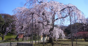 amuzen « Floraison des cerisiers 2018 au Jardin de Koishikawa Korakuen »