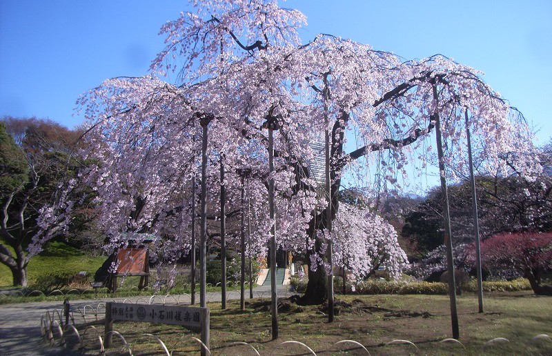 amuzen « Floraison des cerisiers 2018 au Jardin de Koishikawa Korakuen »