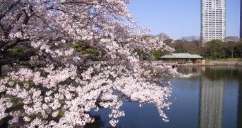 amuzen « Fleurs de cerisiers au Jardin de Hama-rikyu »