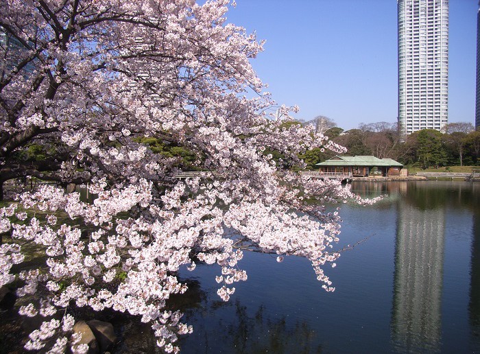 amuzen « Fleurs de cerisiers au Jardin de Hama-rikyu »
