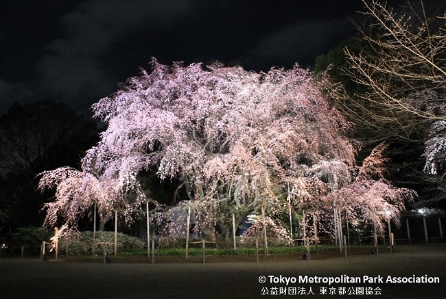 Floraison des cerisiers au Jardin de Rikugi-en 2019