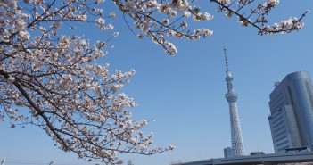 Fleurs de cerisier 2019 au parc Sumida