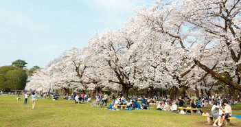 Floraison des cerisiers 2019 au Parc Koganei