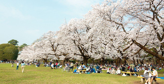 Floraison des cerisiers 2019 au Parc Koganei