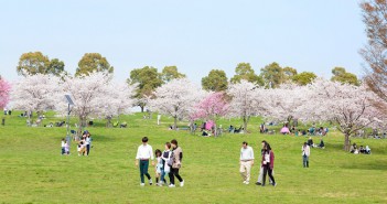Les 1000 cerisiers du parc Toneri 2019